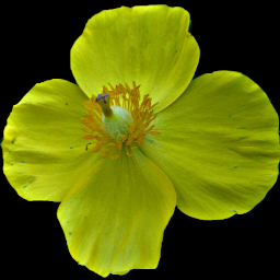 Flora Pittsburghensis