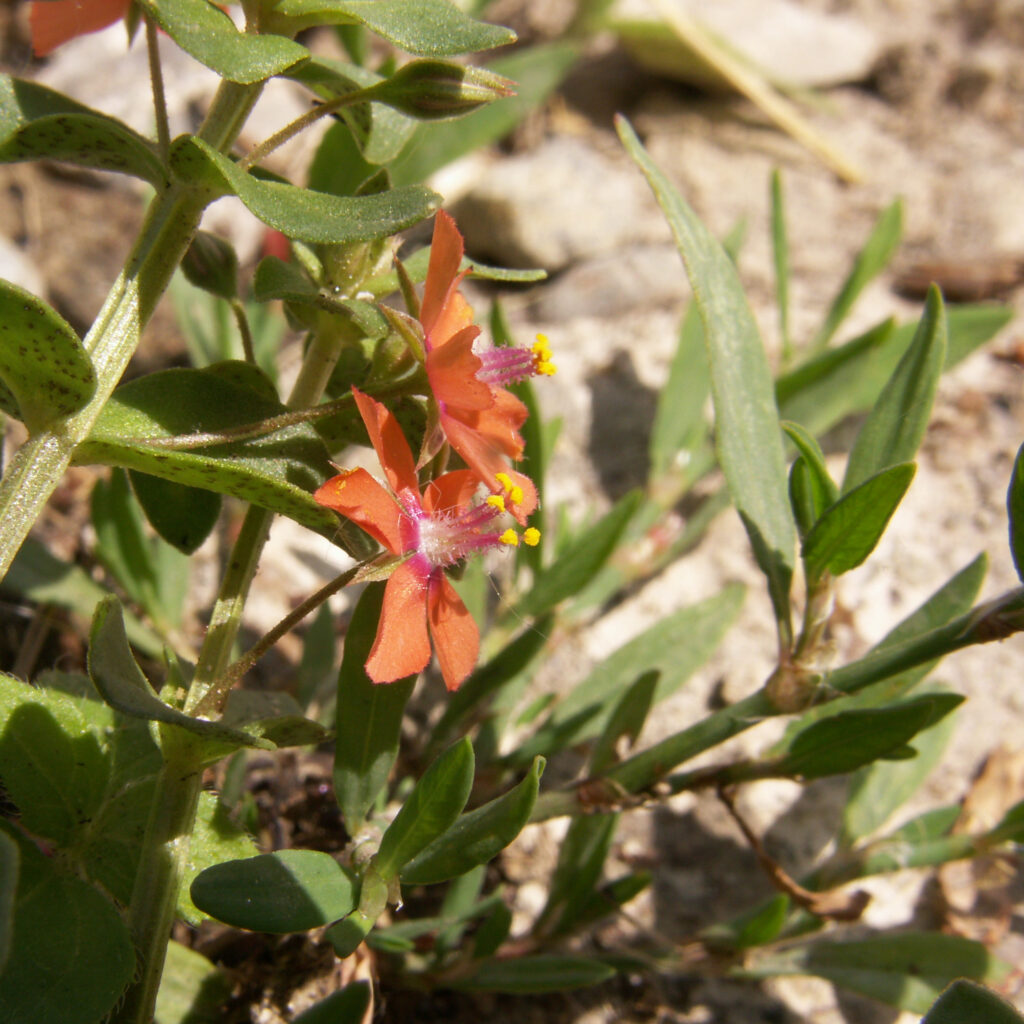 Scarlet Pimpernel