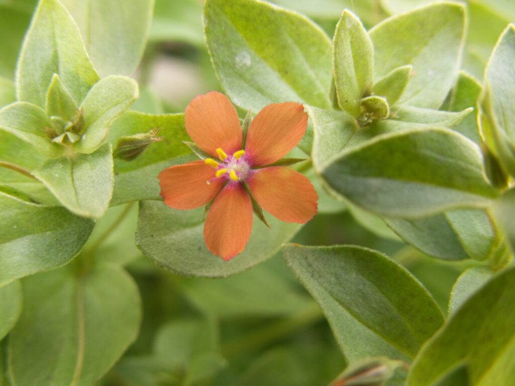 Scarlet Pimpernel