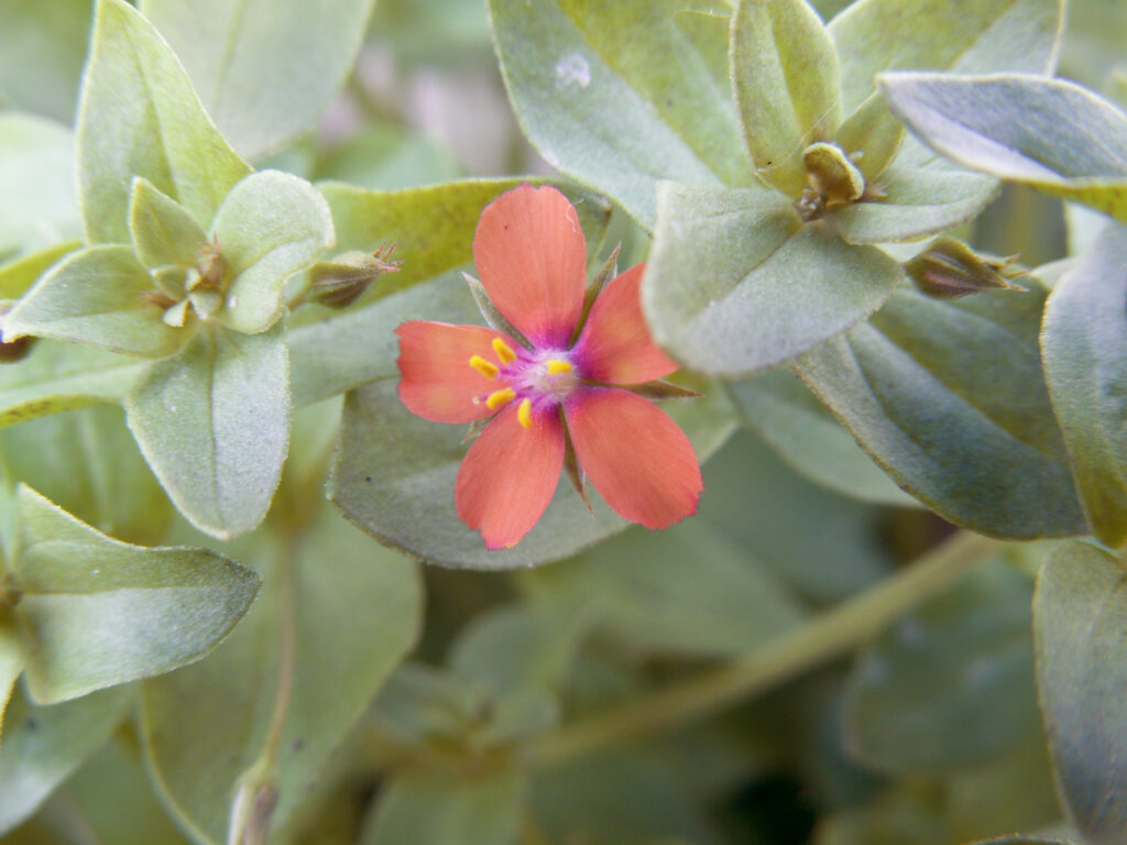 Anagallis arvensis