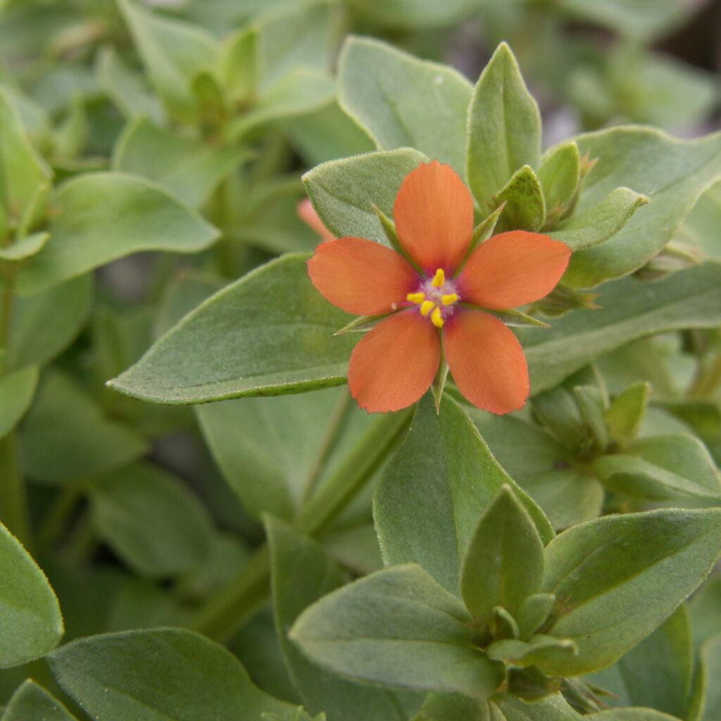 Anagallis arvensis