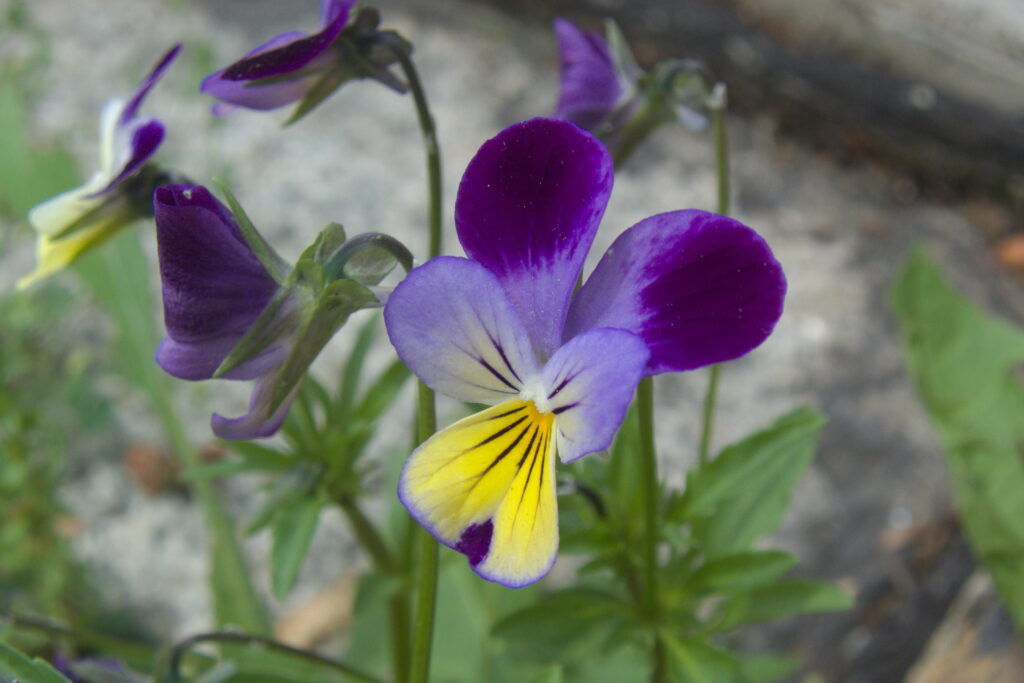 Viola tricolor