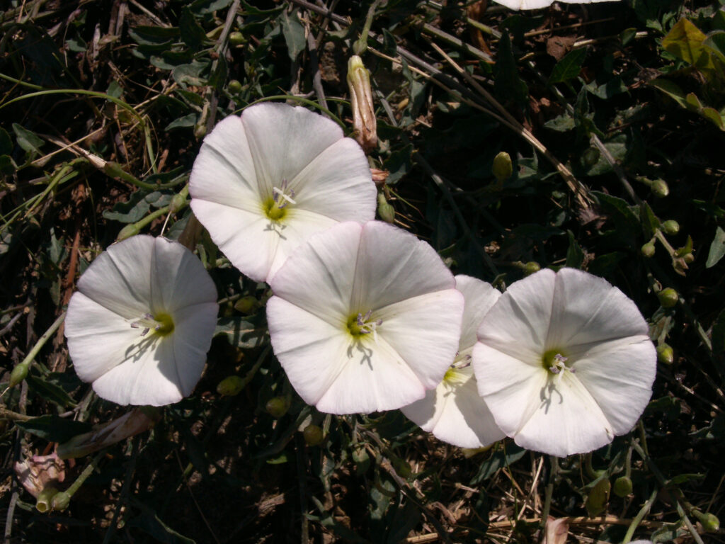 Field Bindweed (Convolvulus arvensis)