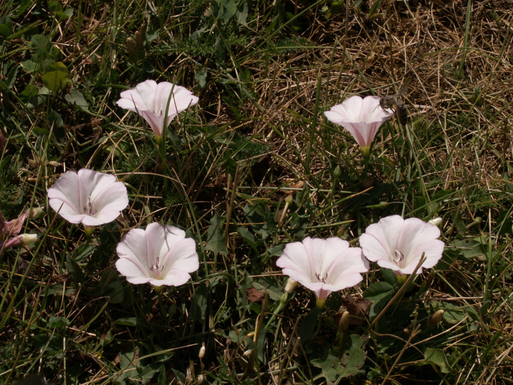 Field Bindweed (Convolvulus arvensis)