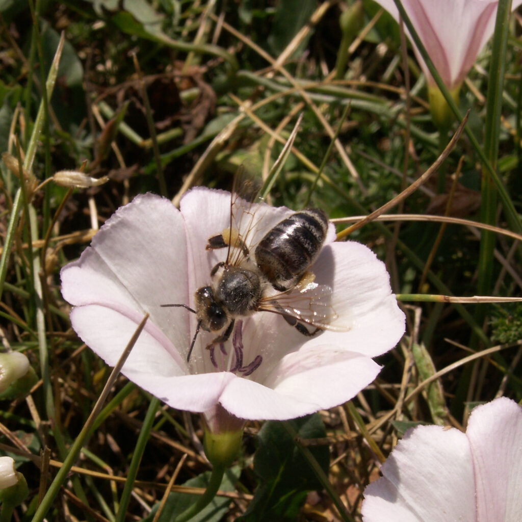 Field Bindweed (Convolvulus arvensis) with a bee