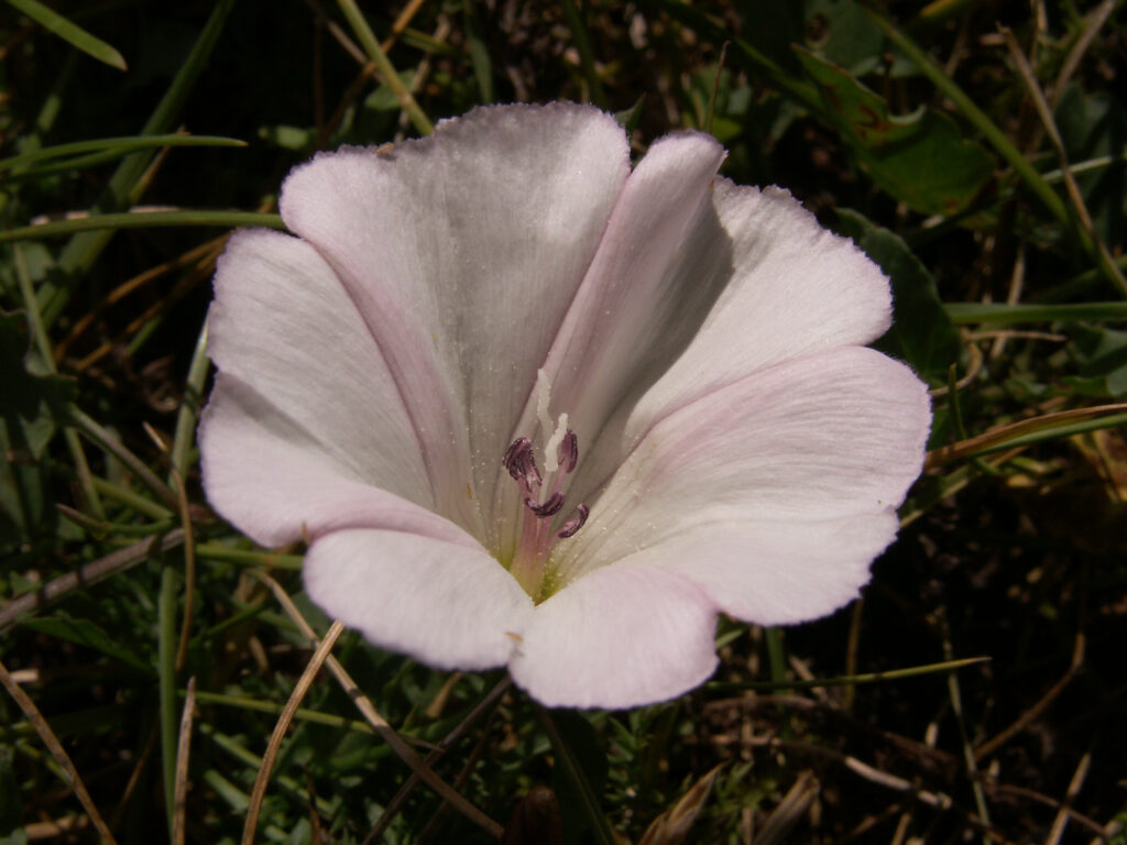 Field Bindweed (Convolvulus arvensis)