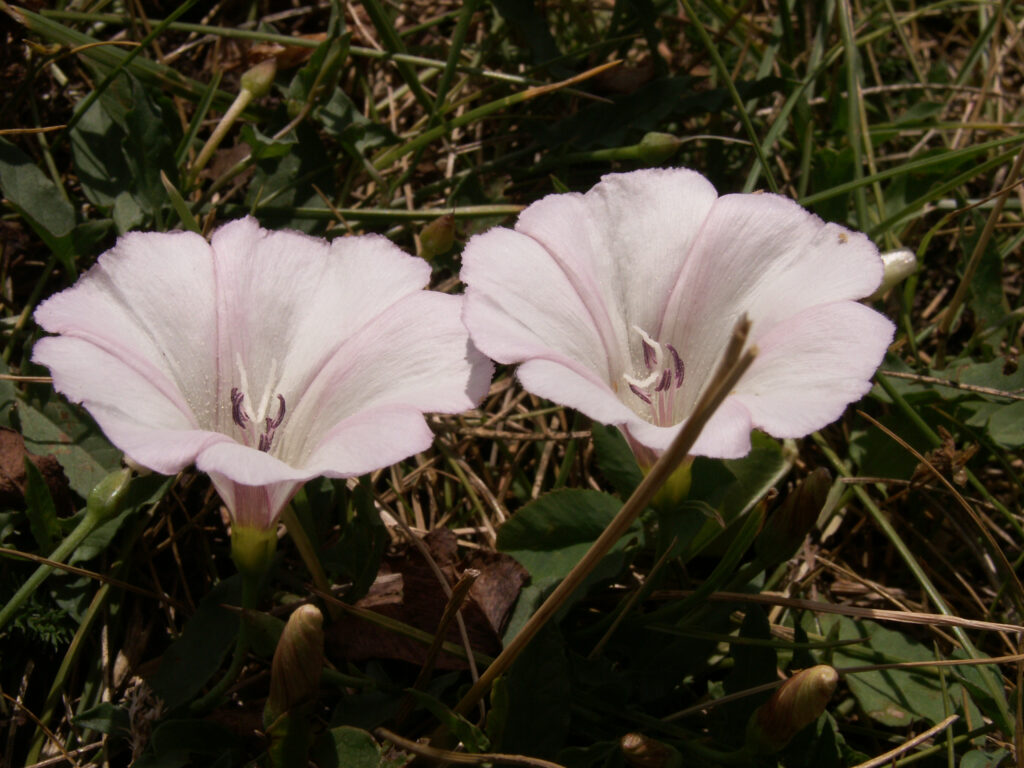 Field Bindweed (Convolvulus arvensis)