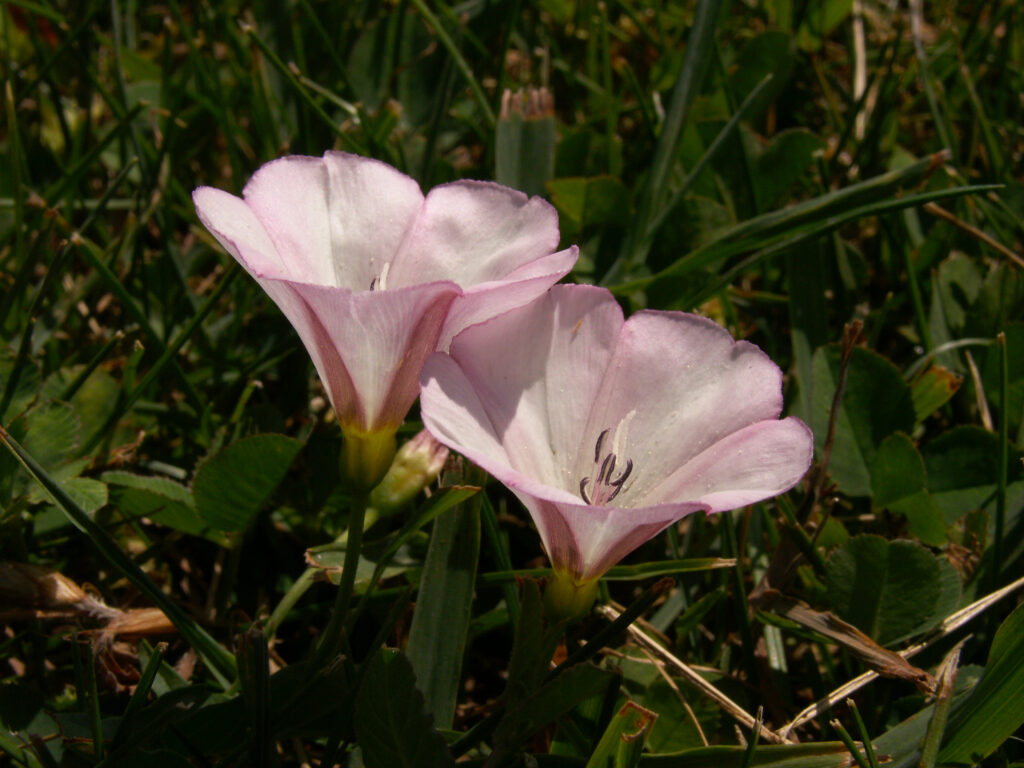 Field Bindweed (Convolvulus arvensis)