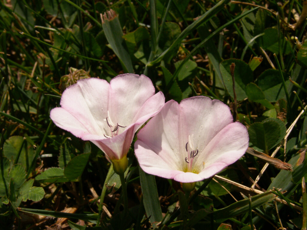 Field Bindweed (Convolvulus arvensis)