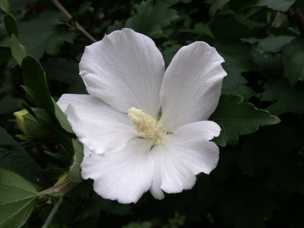 Pure white Rose of Sharon
