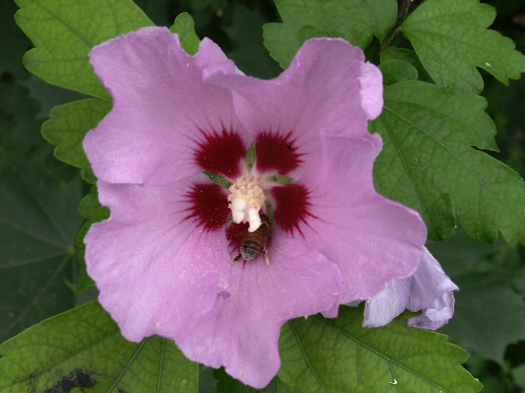 Hibiscus syriacus, pink with red eye