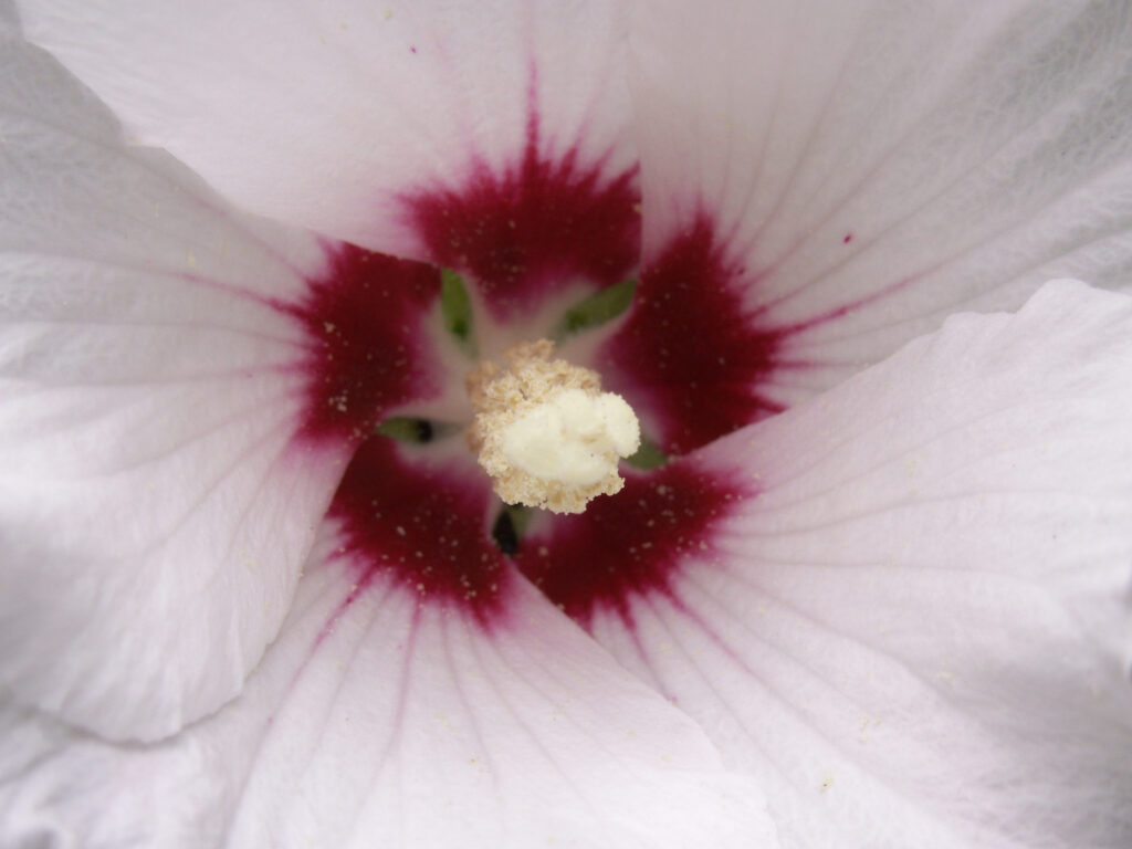 Red eye of Rose of Sharon close up