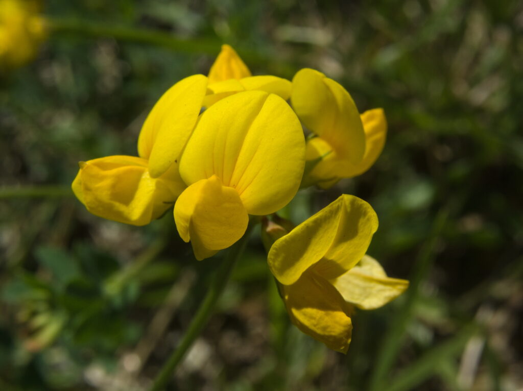 Birdfoot Trefoil (Lotus corniculatus)