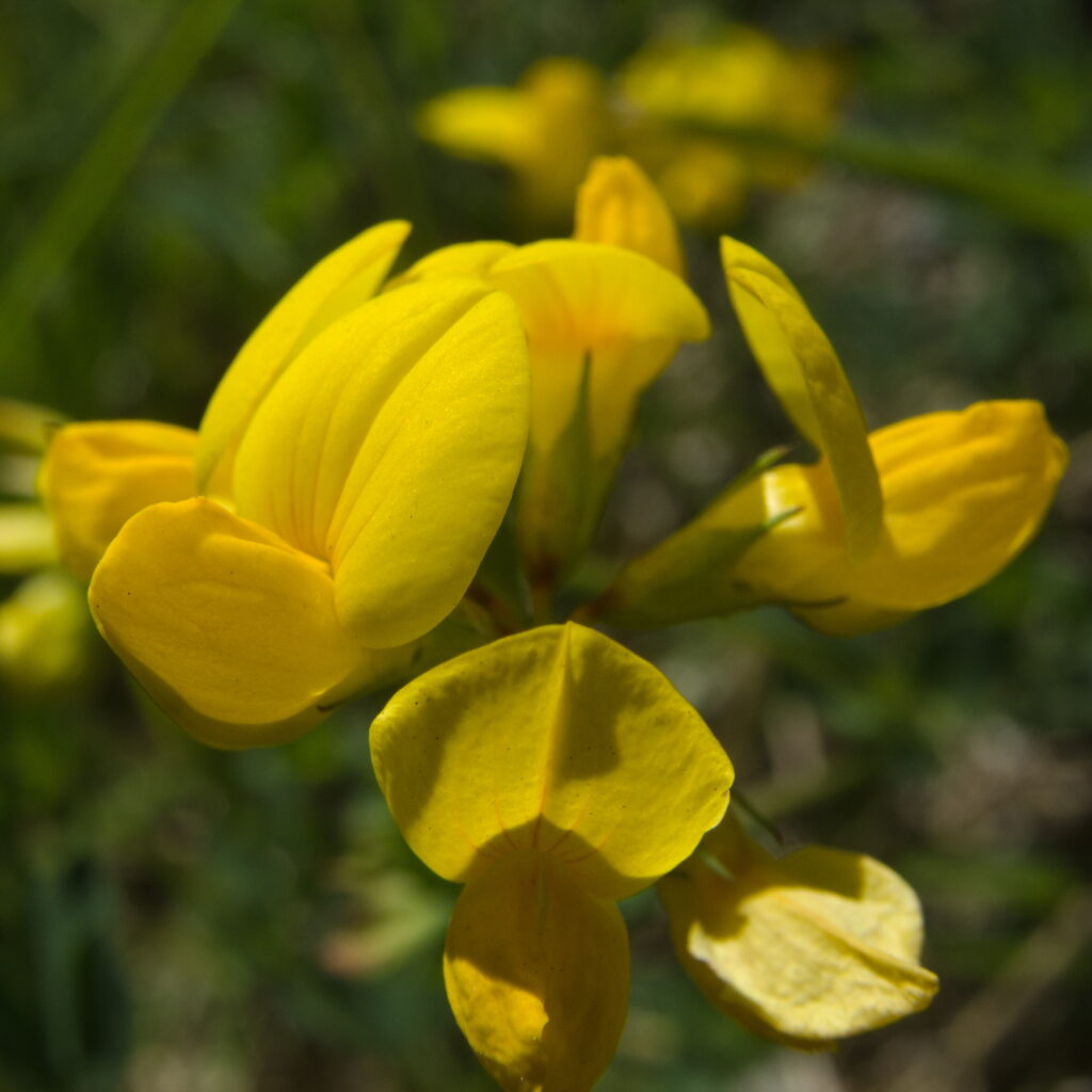 Birdfoot Trefoil (Lotus corniculatus)