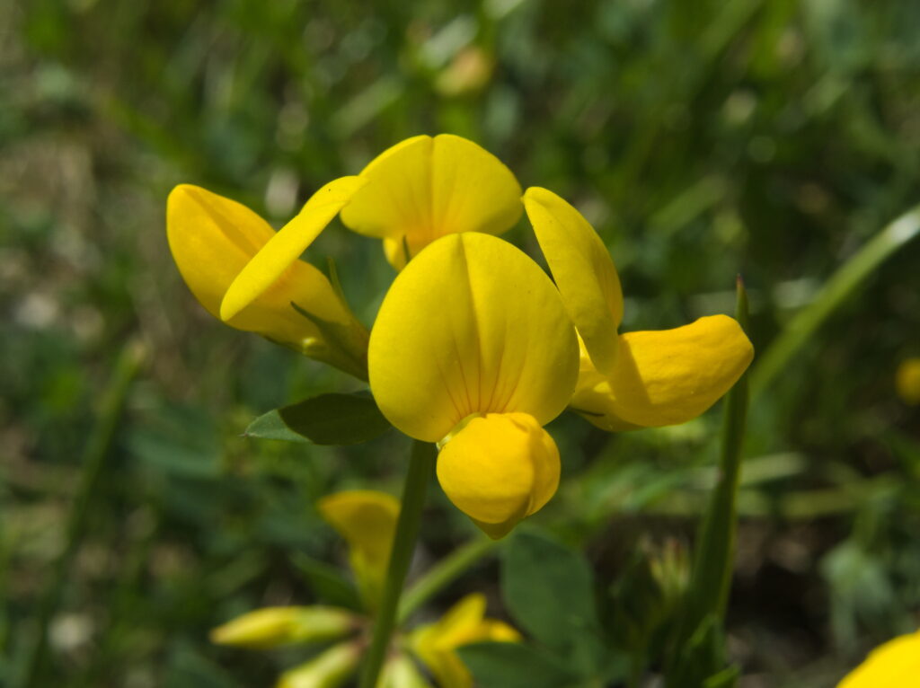 Birdfoot Trefoil (Lotus corniculatus)