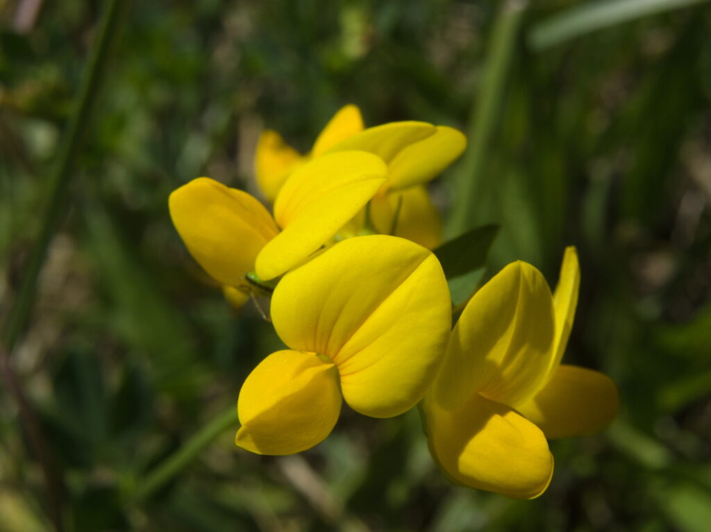 Birdfoot Trefoil (Lotus corniculatus)