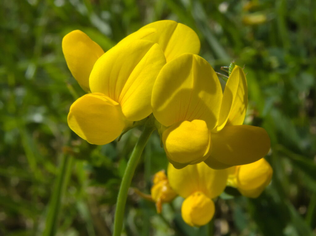 Birdfoot Trefoil (Lotus corniculatus)