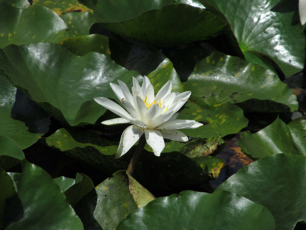 Water Lily