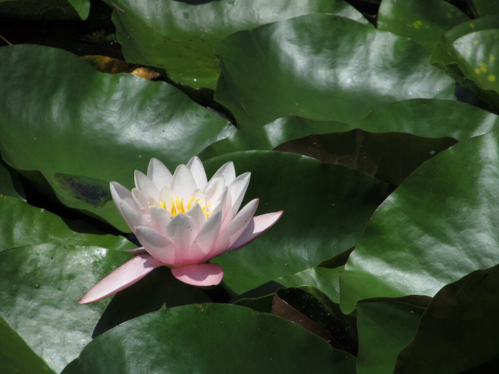 Nymphaea odorata, pink-blushed form