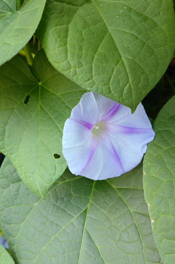 Morning Glory (Ipomoea purpurea), pale blue form