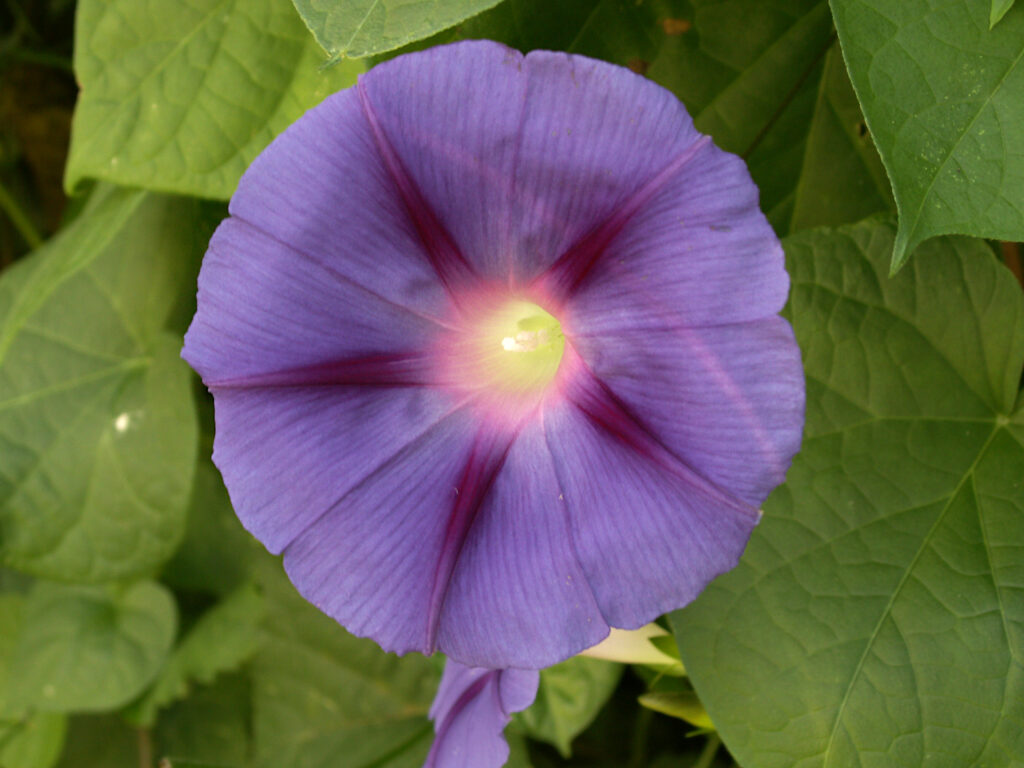 Morning Glory (Ipomoea purpurea), violet form