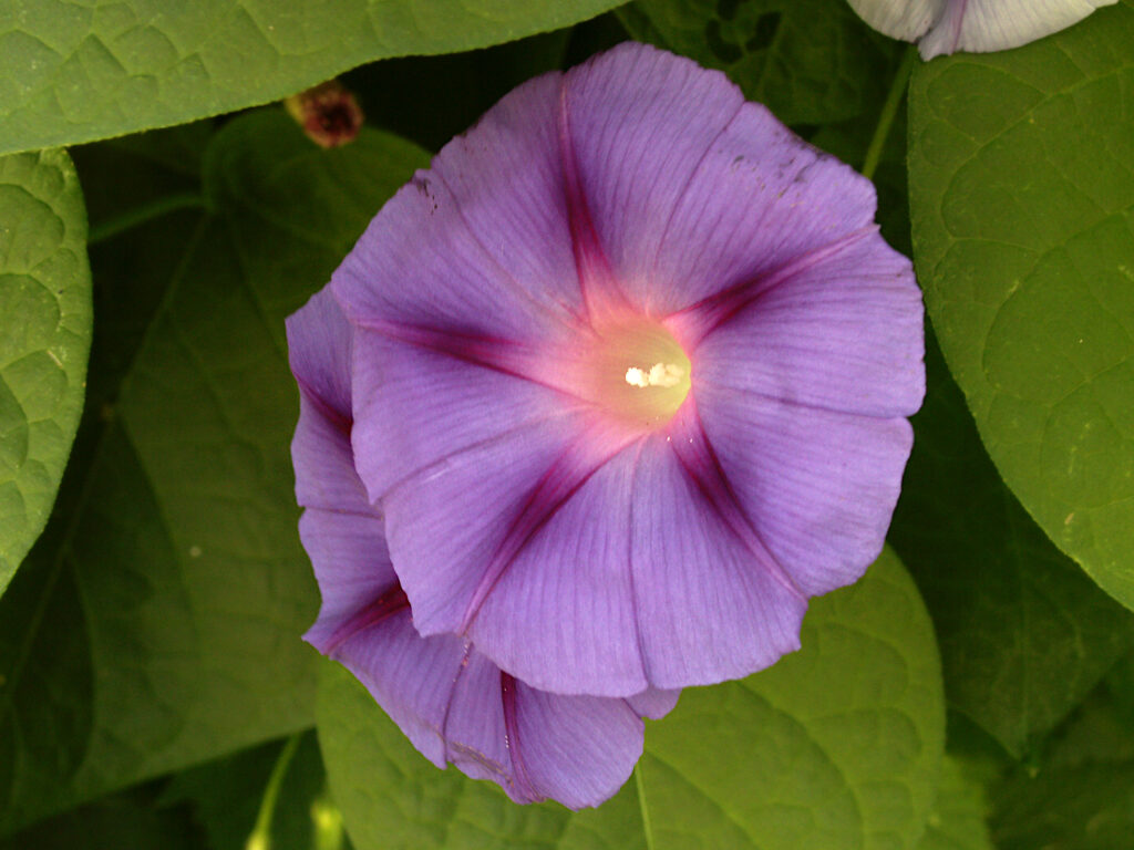 Morning Glory (Ipomoea purpurea), violet form