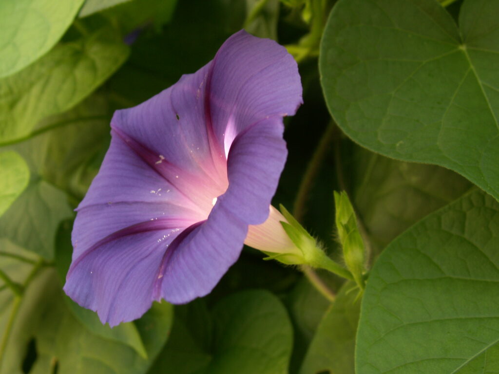 Morning Glory (Ipomoea purpurea), violet form