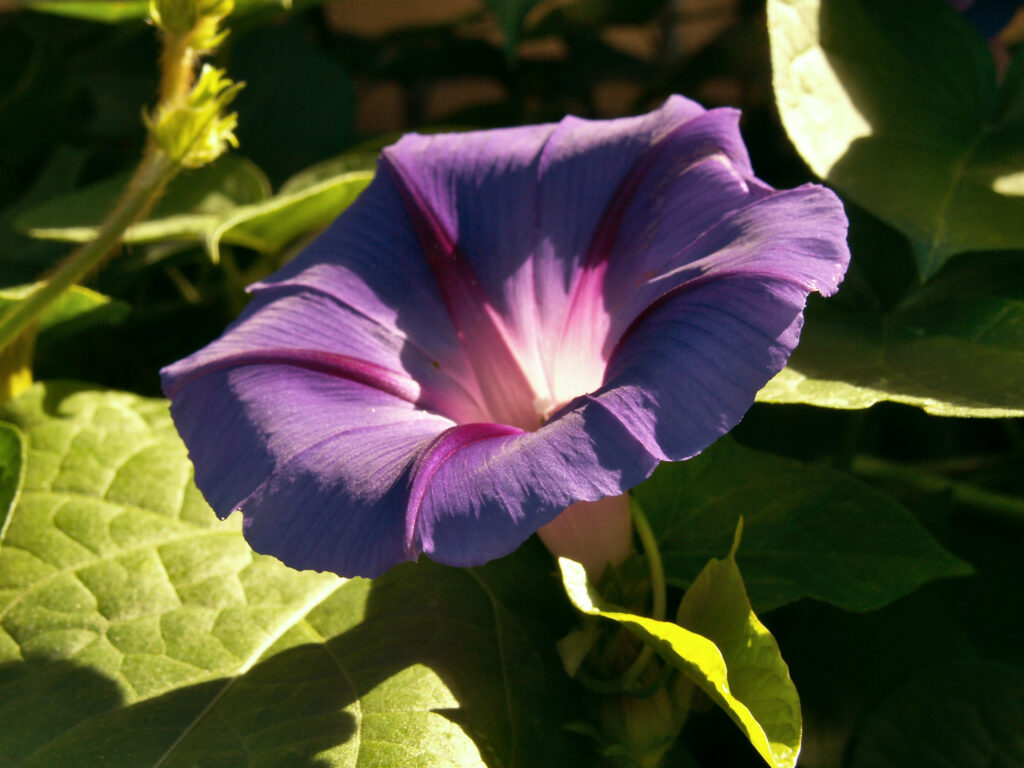 Morning Glory (Ipomoea purpurea), violet form