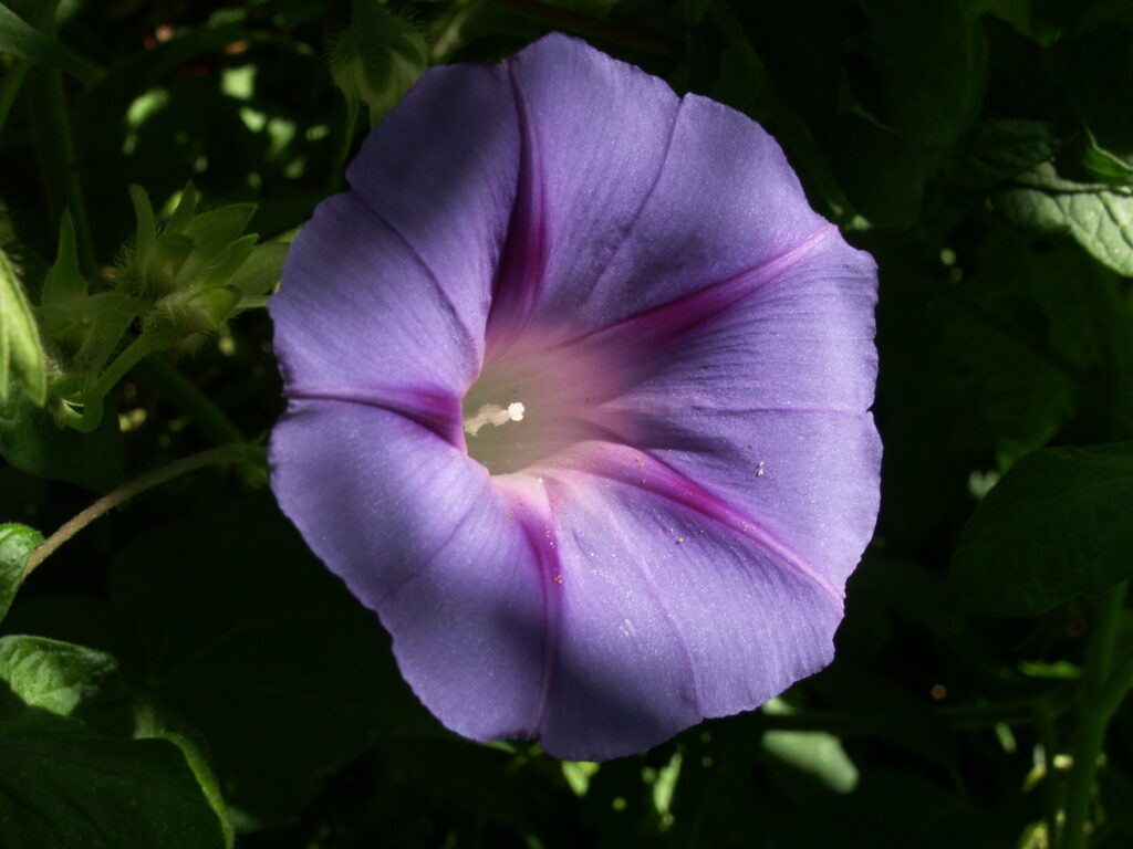 Morning Glory (Ipomoea purpurea), violet form