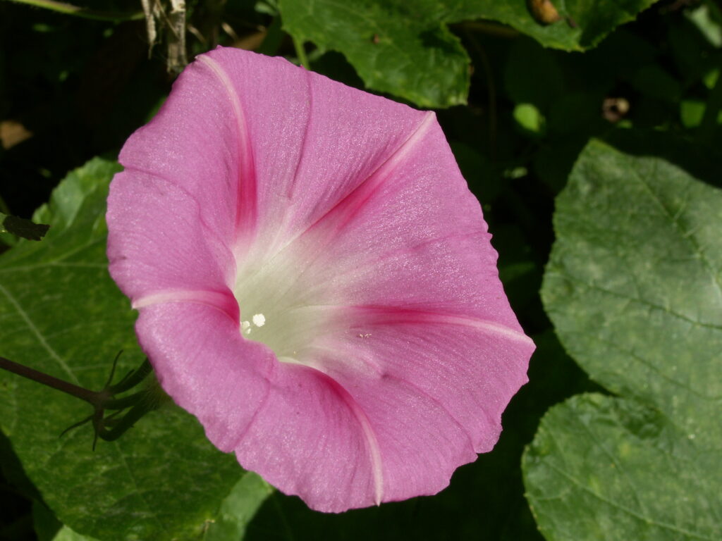 Morning Glory (Ipomoea purpurea), pink form