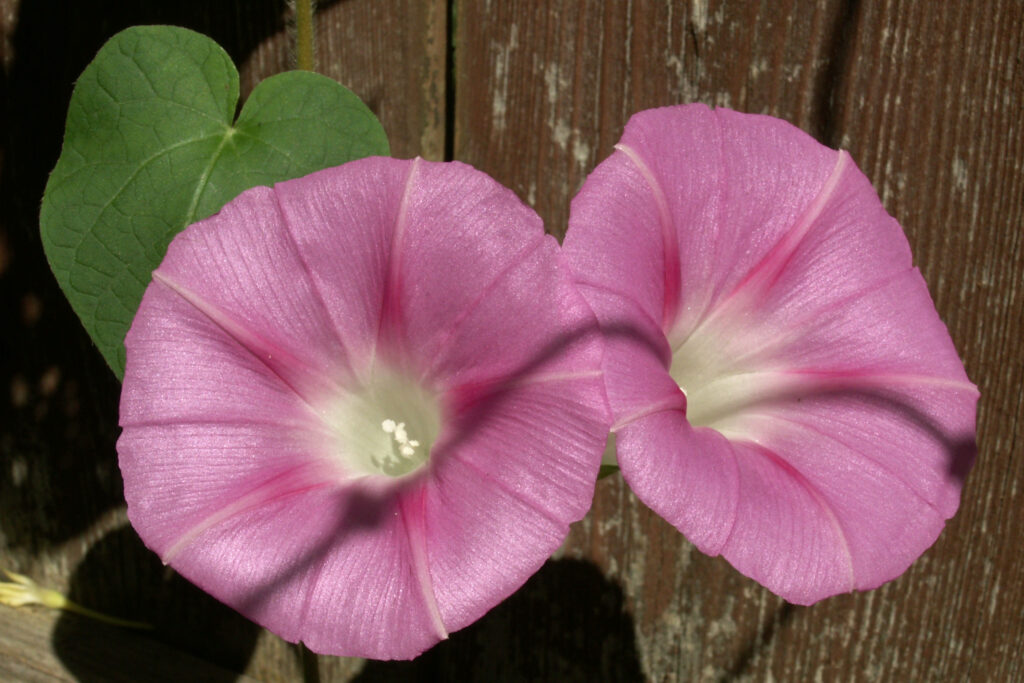 Morning Glory (Ipomoea purpurea), pink form