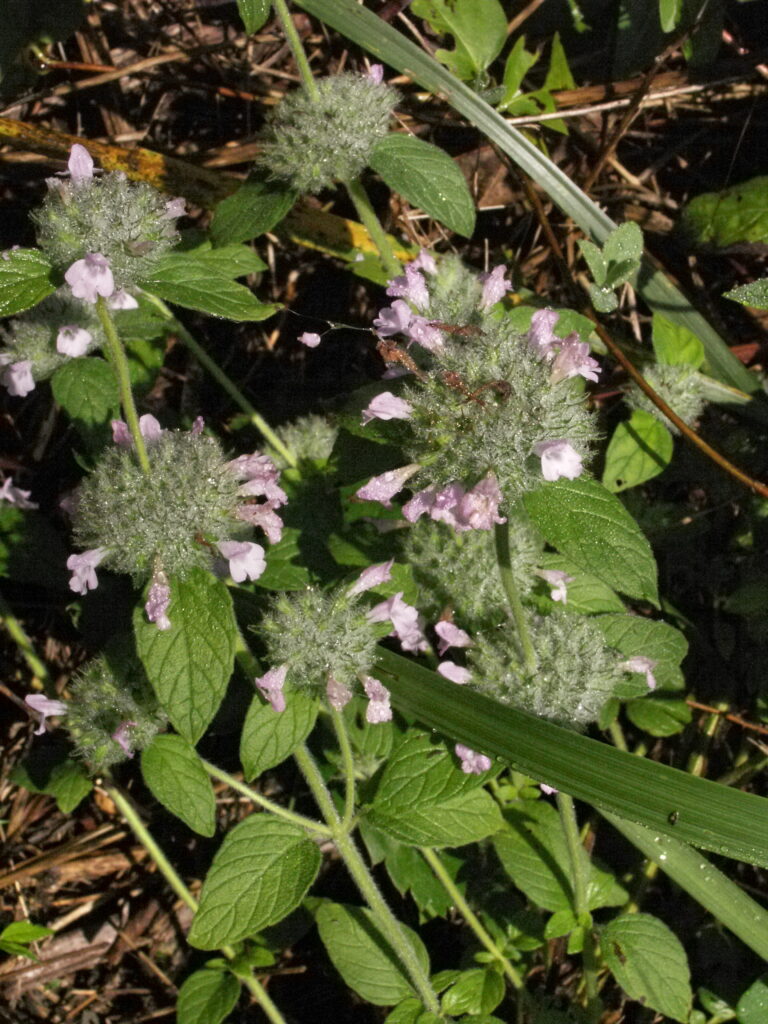 Wild Basil (Satureja vulgaris or Clinopdium vulgare)