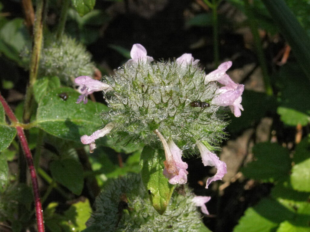 Wild Basil (Satureja vulgaris or Clinopdium vulgare)