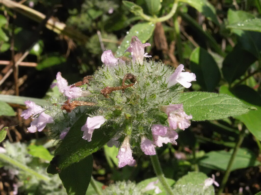 Wild Basil (Satureja vulgaris or Clinopdium vulgare)