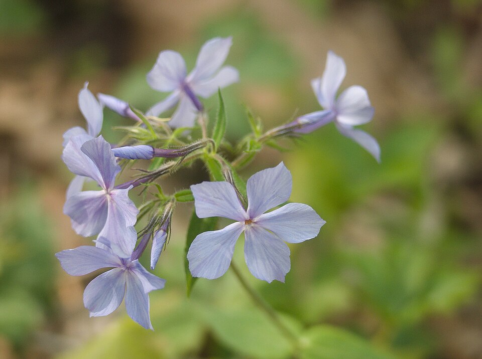 Phlox divaricata