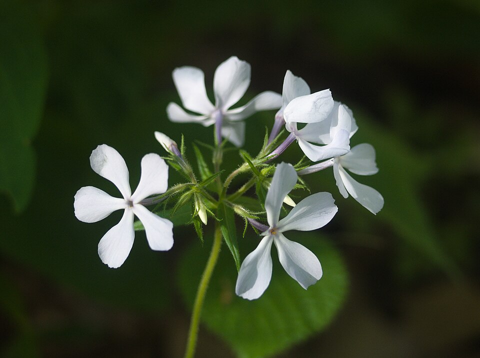 White form of Phlox divaricata