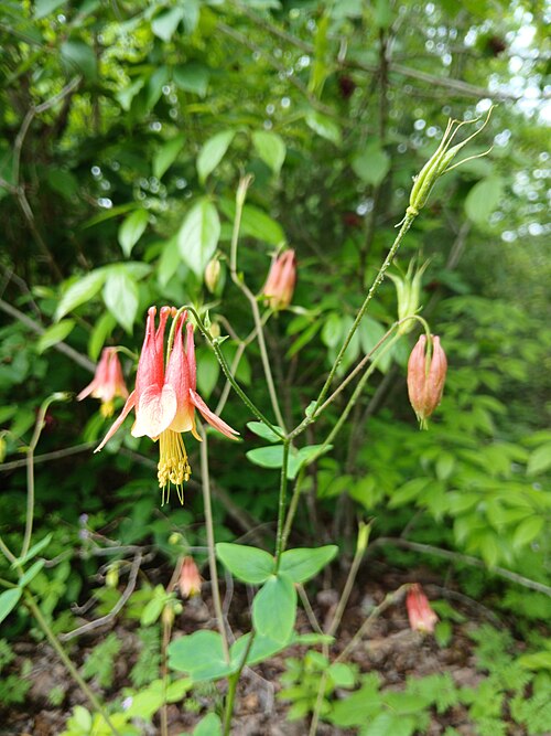 Wild Columbine