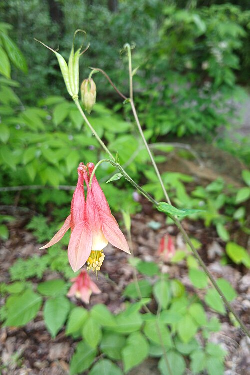 Wild Columbine