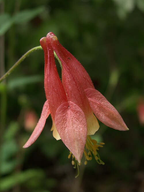 Aquilegia canadensis