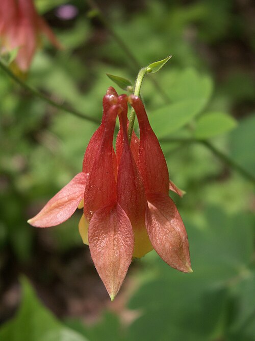 Aquilegia canadensis