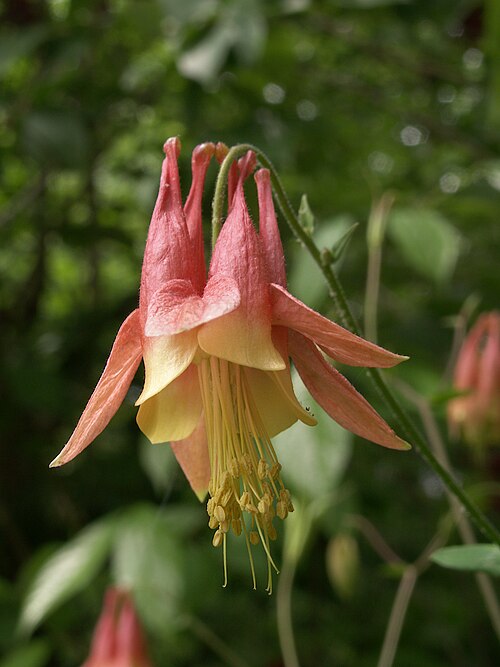 Flower of Aquilegia canadensis