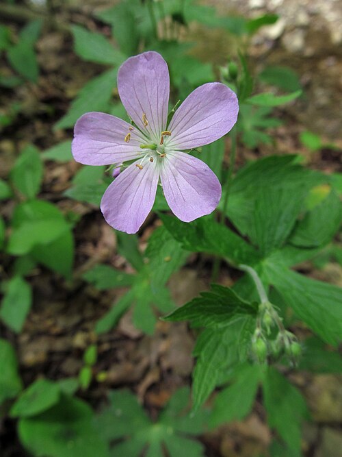 Geranium maculatum