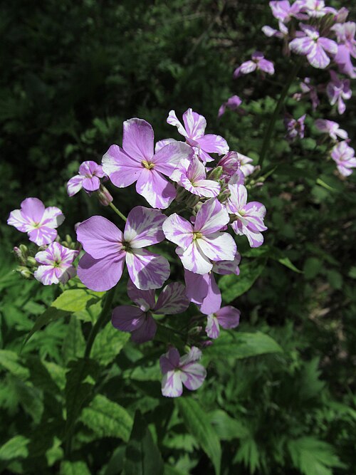 Hesperis matronalis in purple with flecks of white