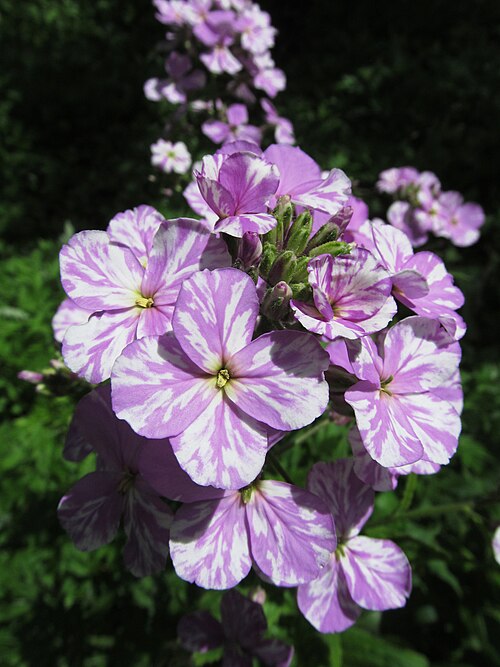 Bicolor Dame’s Rocket
