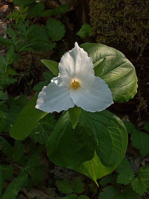 Great White Trillium
