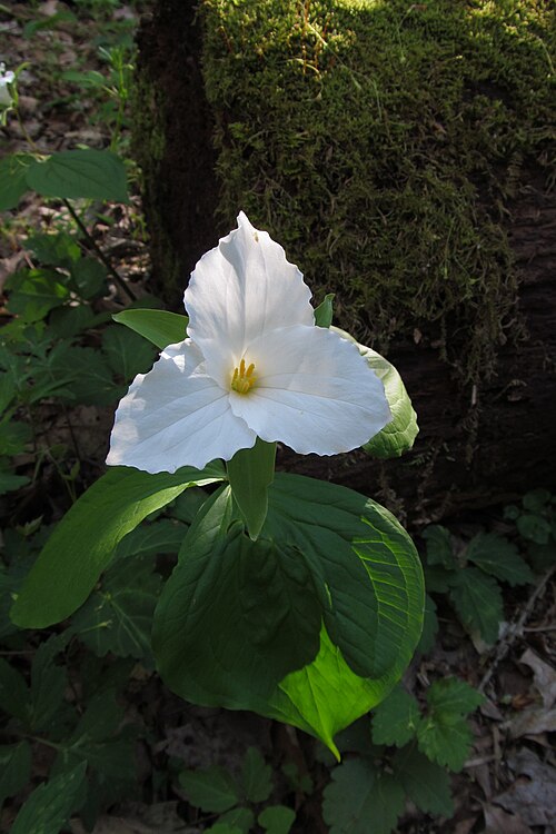 Trillium standing alone