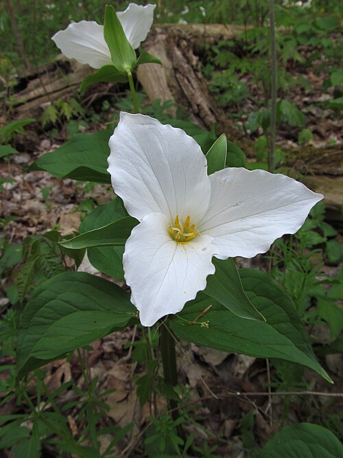 Trillium grandiflorum