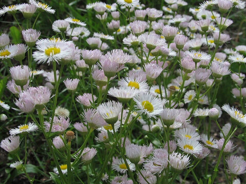 Erigeron philadelphicus
