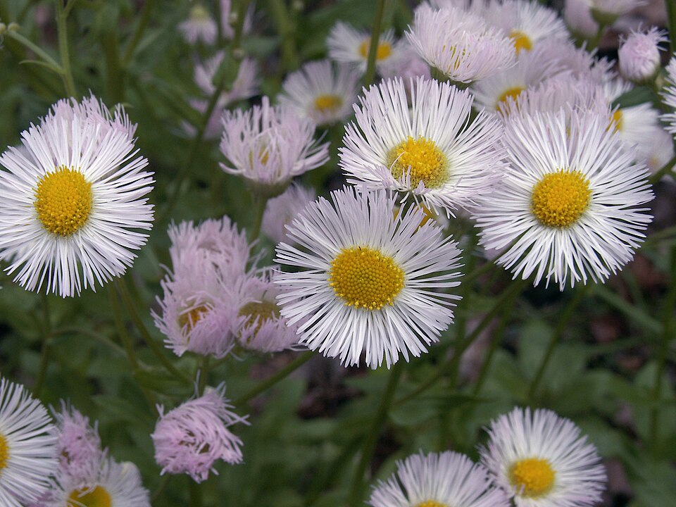 Philadelphia Fleabane