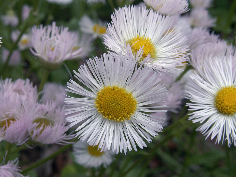 Philadelphia Fleabane close up